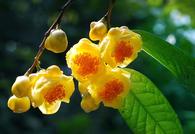 rong những năm gần đây, công dụng của trà hoa vàng được nhiều người biết đến hơn nhiều hơn