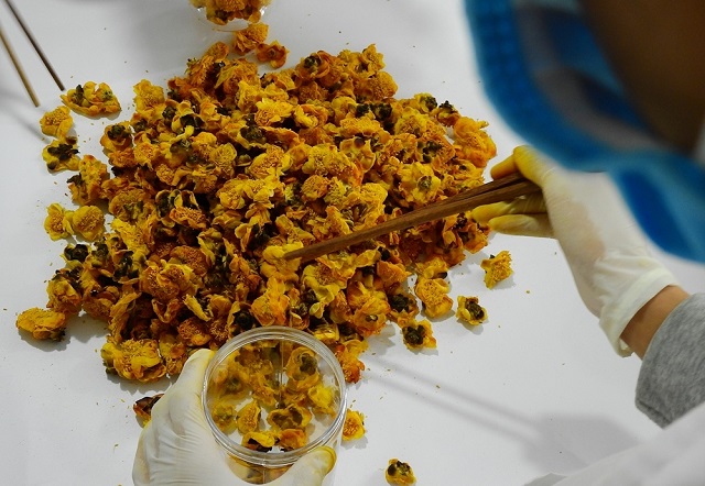 Trà hoa vàng đã và đang trở thành thức uống cao cấp dành cho nhiều đối tượng khác nhau