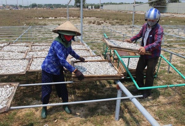 Quảng Trị: Phát triển mô hình chế biến cá hấp đảm bảo an toàn thực phẩm