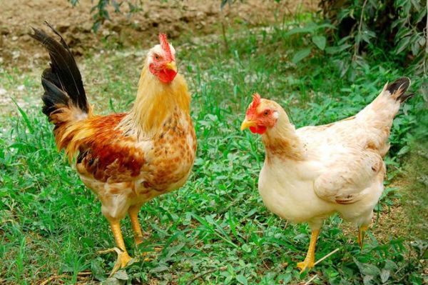 Nâng tầm sản phẩm OCOP: Đời sống người dân cải thiện nhờ gà đồi Tiên Yên Nâng tầm sản phẩm OCOP: Đời sống người dân cải thiện nhờ gà đồi Tiên Yên