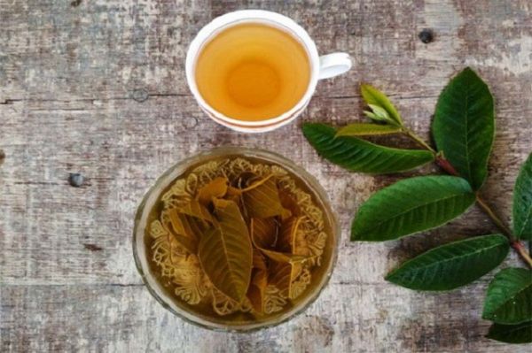 Thuốc Đông y: Các công dụng đối với sức khỏe của lá ổi Thuốc Đông y: Các công dụng đối với sức khỏe của lá ổi