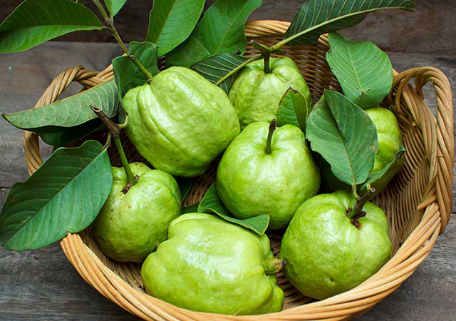 Không chỉ quả ổi, lá ổi cũng có nhiều tác dụng đối với sức khỏe của con người