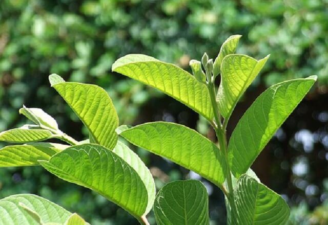 Theo Tạp chí Dinh dưỡng và chuyển hóa năm 2010, lá ổi có tác dụng phòng tránh bệnh tiểu đường một cách hiệu quả