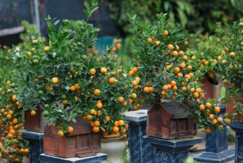Quất bonsai với đa dạng kiểu dáng sẵn sàng phục vụ 