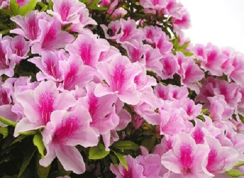 Top 4 loài hoa được "săn lùng" để chưng bày ngày Tết