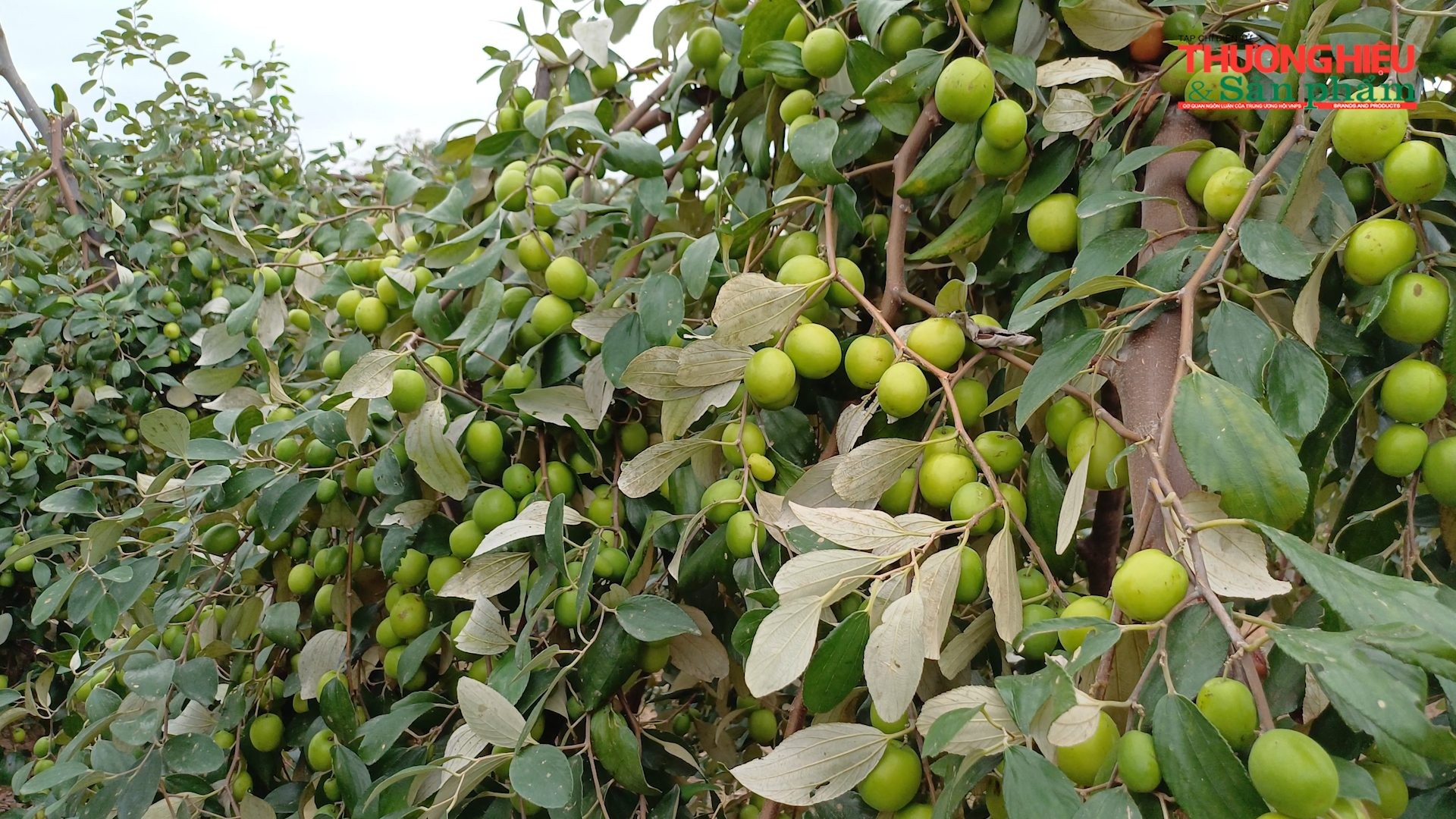 Táo muối Bàng La vào vụ Tết