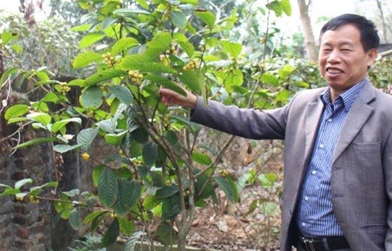 Trà hoa vàng: Dược liệu quý làm giàu cho người dân Tam Đảo Trà hoa vàng: Dược liệu quý làm giàu cho người dân Tam Đảo